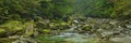 Rainforest river in Yakusugi Land on Yakushima Island, Japan Royalty Free Stock Photo